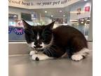 Groucho Domestic Shorthair Kitten Male