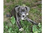 Owl American Pit Bull Terrier Puppy Female