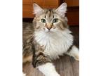 Adopt Tesla a Tabby