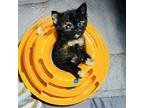 Irma T Domestic Shorthair Kitten Female