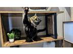 Adopt Twilight a Domestic Short Hair