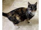 ROSEBUD Domestic Shorthair Adult Female
