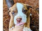 Mocha Hound (Unknown Type) Puppy Female
