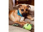 Pup tart Mixed Breed (Medium) Puppy Male