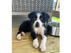 Tillie Louise Terrier (Unknown Type, Medium) Puppy Female
