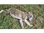 Hawk American Pit Bull Terrier Puppy Female