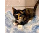Wendy Domestic Shorthair Kitten Female