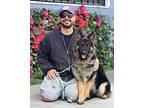 Morgan von Morel German Shepherd Dog Young Female