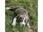 Eagle American Pit Bull Terrier Puppy Female