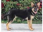 Samoa von Sahms German Shepherd Dog Puppy Female