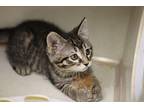 Magnolia Domestic Shorthair Kitten Female