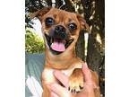 Samantha Chihuahua Female