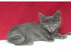 Paco - 39816 Domestic Mediumhair Kitten Male