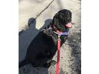 Athena Labrador Retriever Young Female