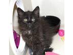 Georgie Domestic Mediumhair Kitten Male