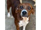 Adopt Liloo a Redbone Coonhound, Plott Hound