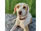 Adopt Perlita a English Pointer