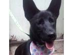 Adopt Romina a Shepherd, Australian Kelpie
