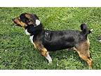 JAMISON Jack Russell Terrier Adult Male