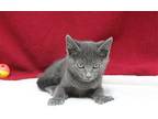 Meeko - 39817 Domestic Mediumhair Kitten Female