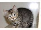 Tinker Bell Domestic Shorthair Kitten Female