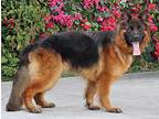 Jasmine von Koblenz German Shepherd Dog Young Female