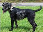 Andrea 39746 Irish Terrier Young Female