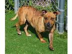 TOFFEE Patterdale Terrier (Fell Terrier) Adult Female