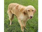 HONEY BUN Golden Retriever Adult Female