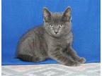 Liam - 39808 Domestic Shorthair Kitten Male