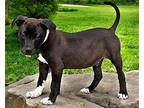 PUPPY TON O FUN TUCKER Labrador Retriever Puppy Male
