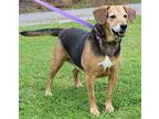 Cicely 21656 Beagle Senior Female