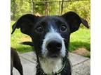 Harrison Ford SS D2024 in RI Terrier (Unknown Type, Medium) Young Male