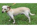 Reuben 39802 Dachshund Young Male