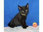 Simon - 39810 Domestic Shorthair Kitten Male