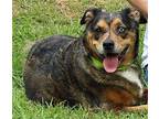 Lucy 39673 Australian Shepherd Senior Female
