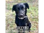 Adopt Zucchini a Husky, Australian Cattle Dog / Blue Heeler