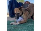 Adopt Horachata a Australian Shepherd