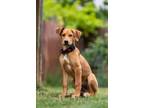 Adopt Valor a Doberman Pinscher, Siberian Husky
