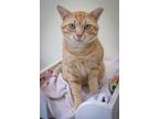 Adopt Tommy (FCID# 05/20/2024 - 70 Trainer) a Tabby