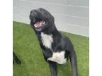 Adopt Homer a Black Labrador Retriever