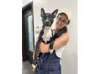 Adopt Kumar a Pit Bull Terrier, Mixed Breed
