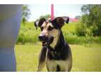Adopt Mochi a German Shepherd Dog