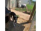 Adopt Zeus a Pit Bull Terrier, Black Labrador Retriever