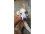 Adopt Zeus a Husky