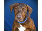 Adopt Raj a Pit Bull Terrier, Mixed Breed