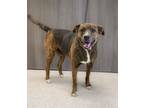 Adopt Camo a Mixed Breed