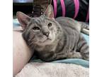 Adopt O'Malley a Domestic Short Hair