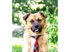 Adopt Pacer a Leonberger