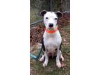Adopt Bugsey a American Staffordshire Terrier, Labrador Retriever